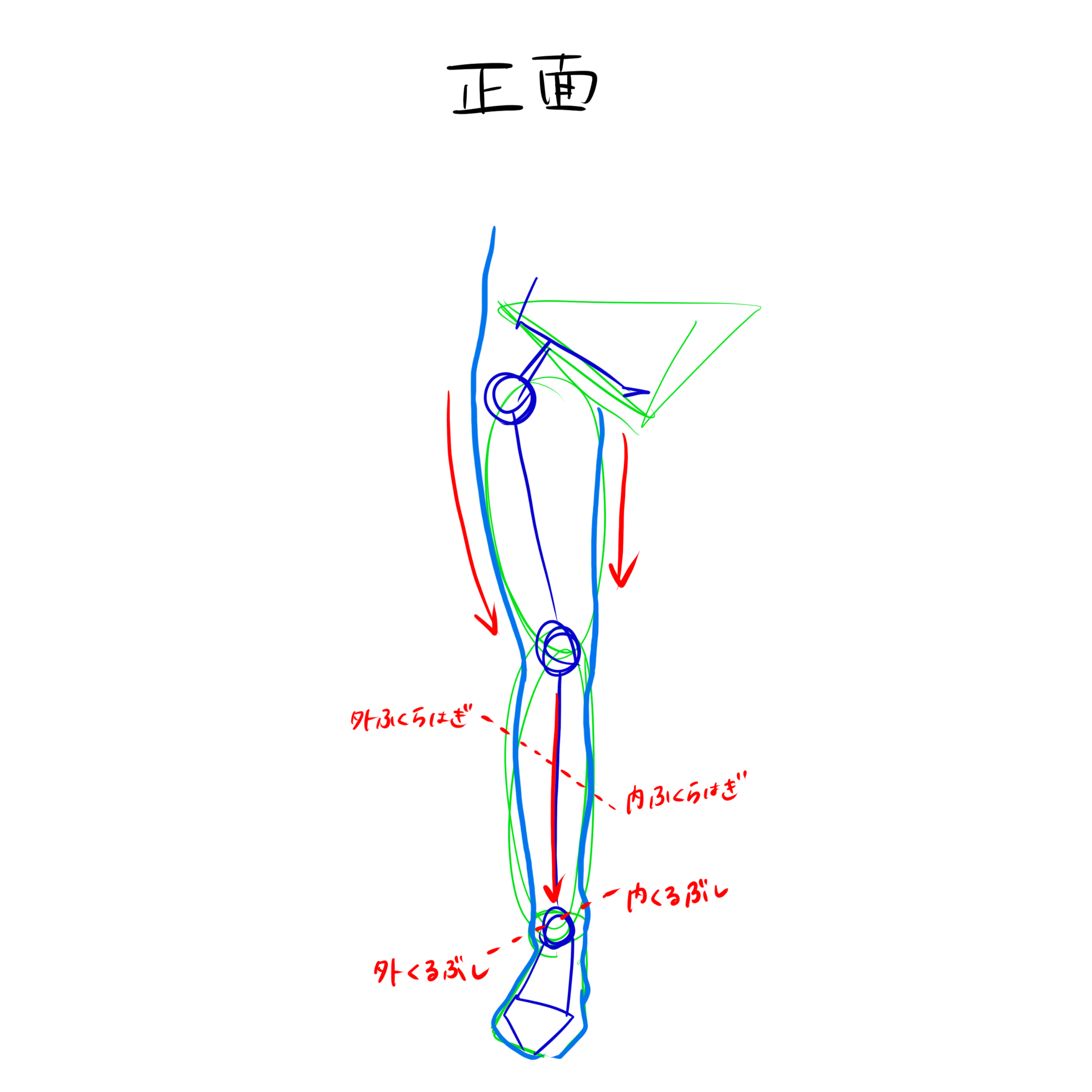 脚の描き方 バランスが難しい 脚の描き方を徹底解説 株式会社esolab